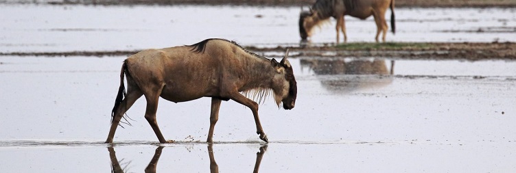 Amboseli National Park - Nairobi