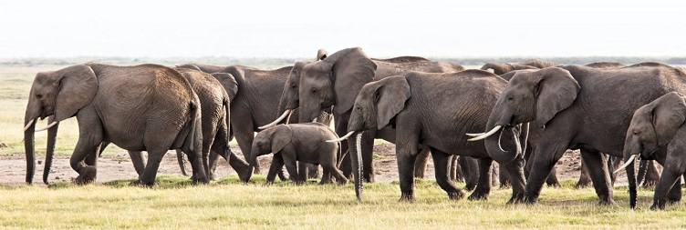Amboseli National Park – Nairobi