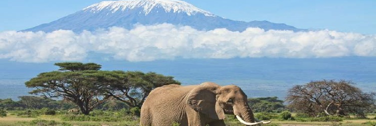 Amboseli National Park Full Day Game Drive Safari