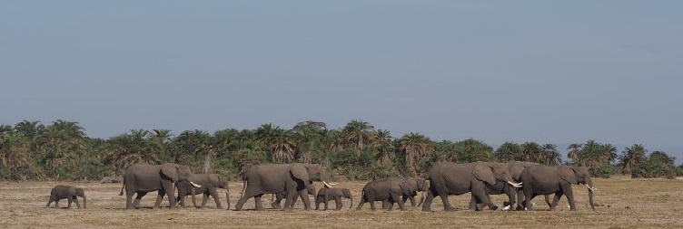 Amboseli National Park - Nairobi