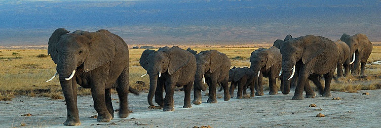 Full Day Game Drive Safari in Amboseli National Park