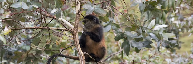 Golden Monkey Trekking and Transfer to Kigali