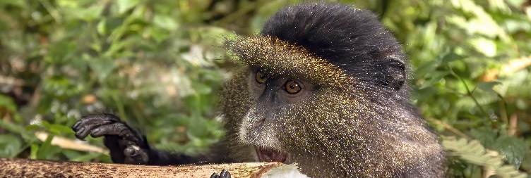Golden Monkey Trekking to Kigali