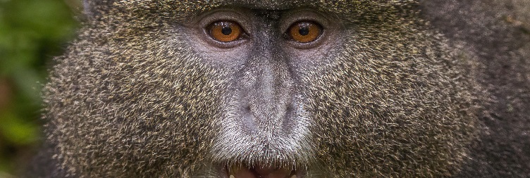 Golden Monkey Trekking and Cultural Experiences
