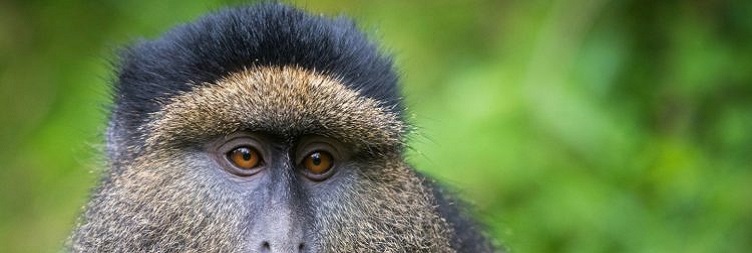 Golden Monkey Trekking & Batwa Pygmies