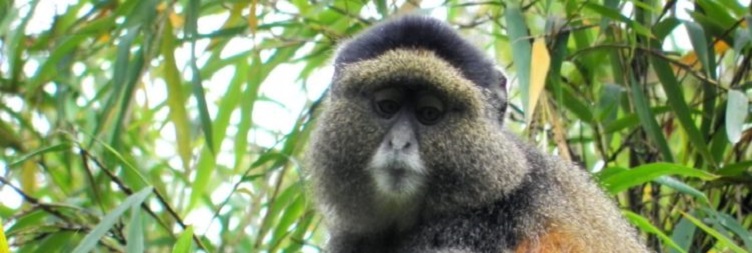 Golden Monkey Trekking and Return to Kampala
