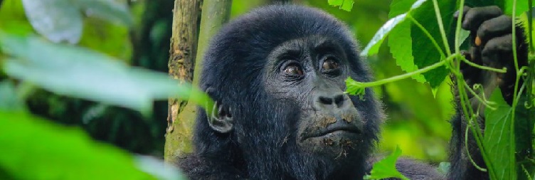 Gorilla Tracking Tour in Volcanoes National Park