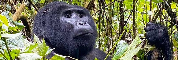 Bwindi (Gorilla Trekking)