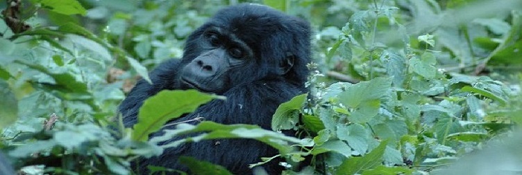 Best Private Gorilla Trekking Day Tour