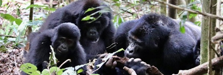 Gorilla Trekking & Cultural Encounters