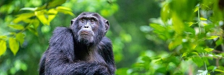 Gorilla Trekking in Bwindi and Return to Kampala