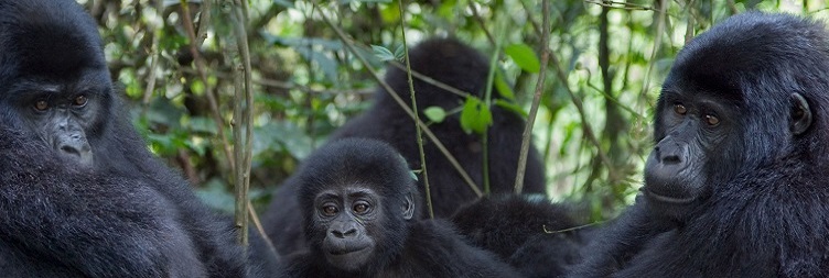 گوريلا ٽريڪنگ ڪيگالي ڏانهن واپسي