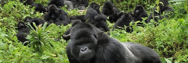 Gorilla Trekking & Cultural Experiences