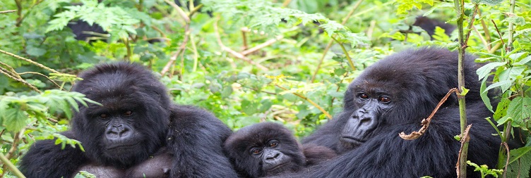 Gorilla Trekking in Bwindi and Return to Kampala