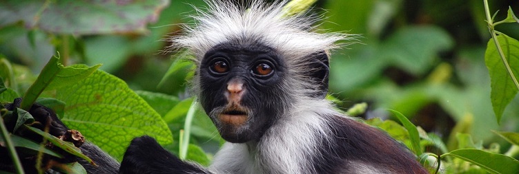 Екскурсія лісом Джозані