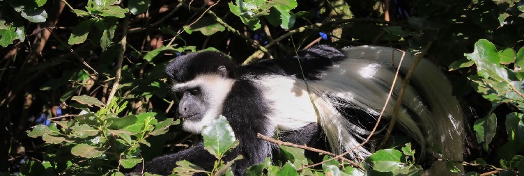 Jozani Forest & Kuza Cave