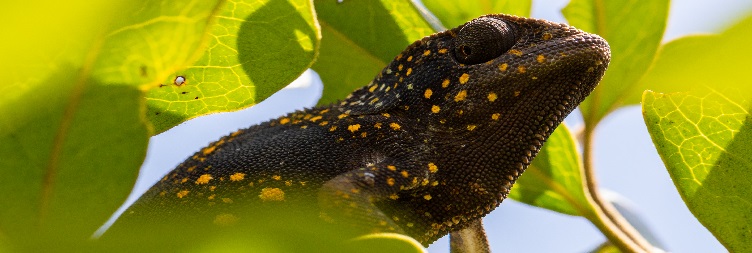 米查维的乔扎尼森林之旅