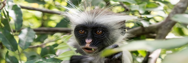 Jozani Forest Reserve – Red Colobus Monkey Experience