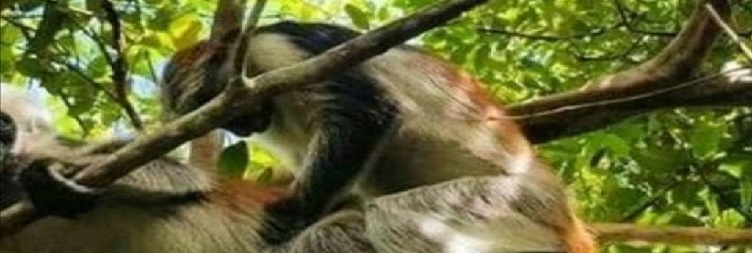 Тура на шумата Јожани