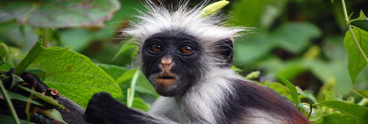 ޖޯޒާނީ ފަޅު ދަތުރު