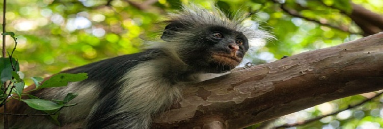 جوزاني ٻيلو سفر