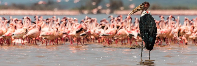 Lake Naivasha National Park – Amboseli National Park