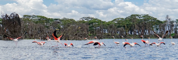 Lake Naivasha National Park - Amboseli National Park