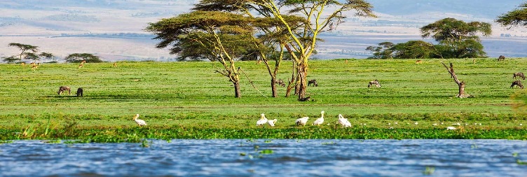 Lake Naivasha National Park - Amboseli National Park