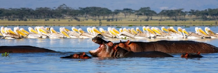 Lake Naivasha National Park – Amboseli National Park