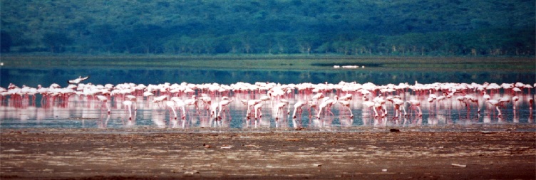 Nairobi - Lake Nakuru National Park