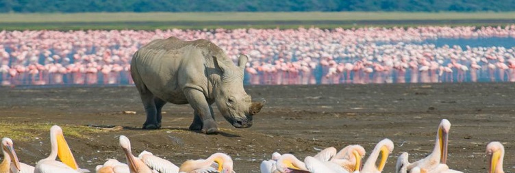 Lake Nakuru National Park to Masai Mara National Reserve