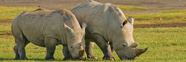 Lake Nakuru National Park - Amboseli National Park