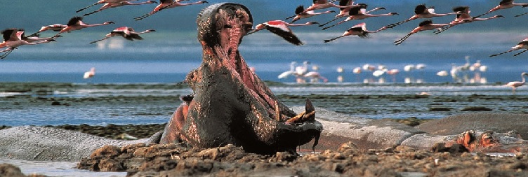 Lake Nakuru National Park - Masai Mara National Reserve