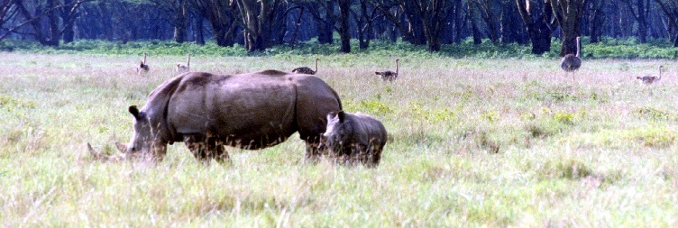Lake Nakuru National Park - Masai Mara National Reserve