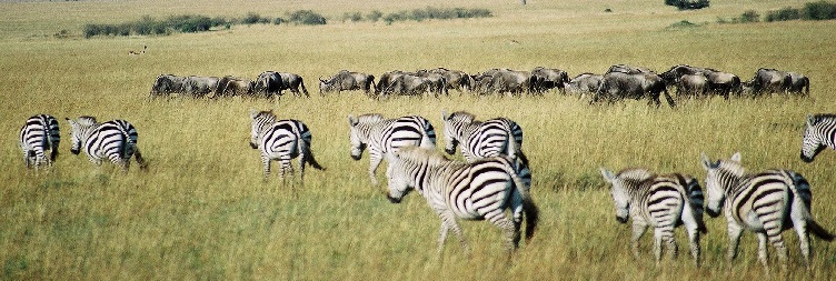 Lake Naivasha ~ Amboseli National Park