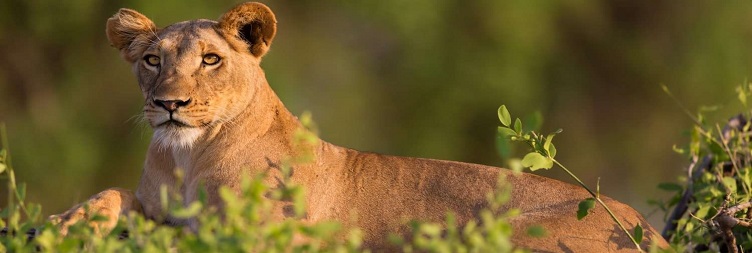 Amboseli National Park Extensive Game Drive Safari