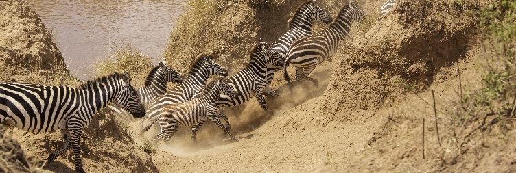 Masai Mara National Reserve - Lake Nakuru National Park