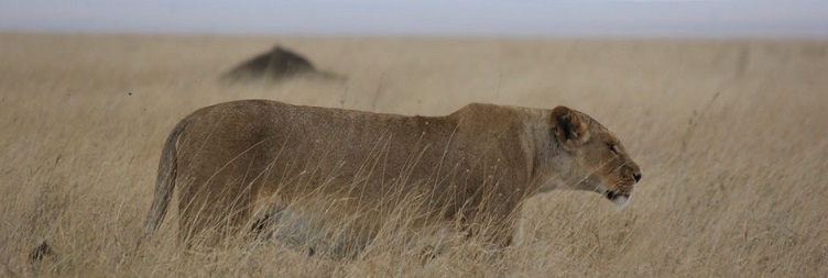 Masai Mara National Reserve Extended Drive Safari