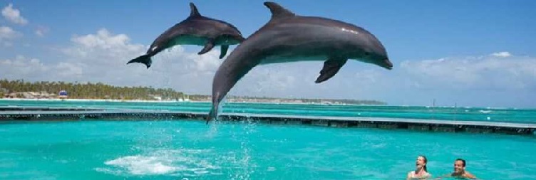 Mnemba Snorkeling & Dolphin Tour
