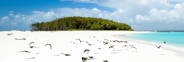 Mnemba Island Snorkeling Tour