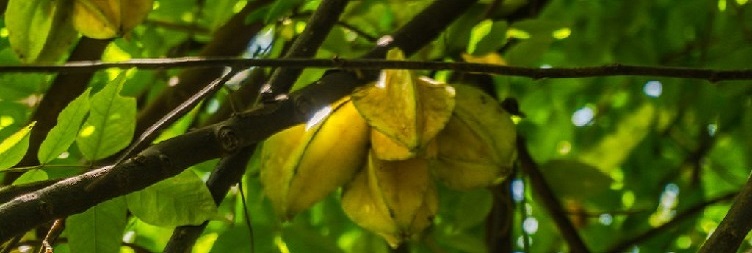 Tour of Stone Town & Spice Plantation