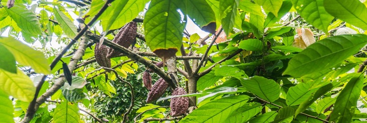 ზანზიბარის სანელებლების ტური