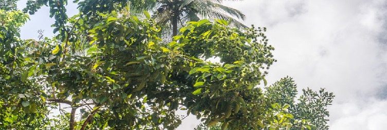 زنجبار اسپائس ٽور