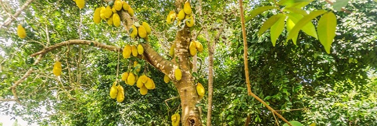 City Tour Stone Town + Spice Plantation Tour