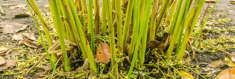 Spice Farm Tour, Stone Town Walking Tour and Prison Island