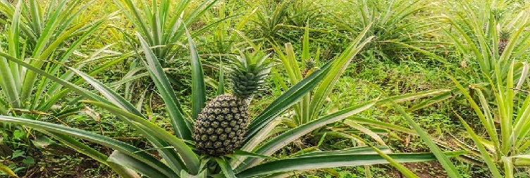 City Tour Stone Town + Spice Plantation Tour