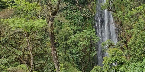 1 andro tsy miankina Kiwengwa Pongwe Forest Reserve Tour any Kiwengwa, Zanzibar (2026 - 2027)