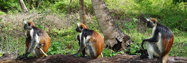 キウェンワ・ポンウェ森林保護区ツアー