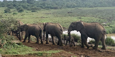 11 jours de safari de migration privée de milieu de gamme en Tanzanie et au Kenya au départ de Zanzibar (2026 - 2027)