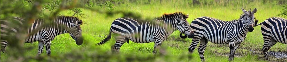 5-Day Private Budget Akagera National Park Safari in Rwanda – Expert Guided safari banner